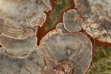 Polished Mushroom Jasper Section - Arizona #334867-1